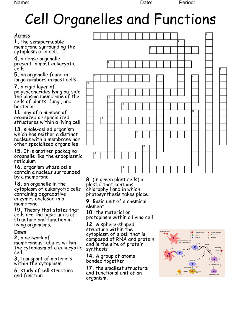 Cell Organelles And Functions Crossword WordMint