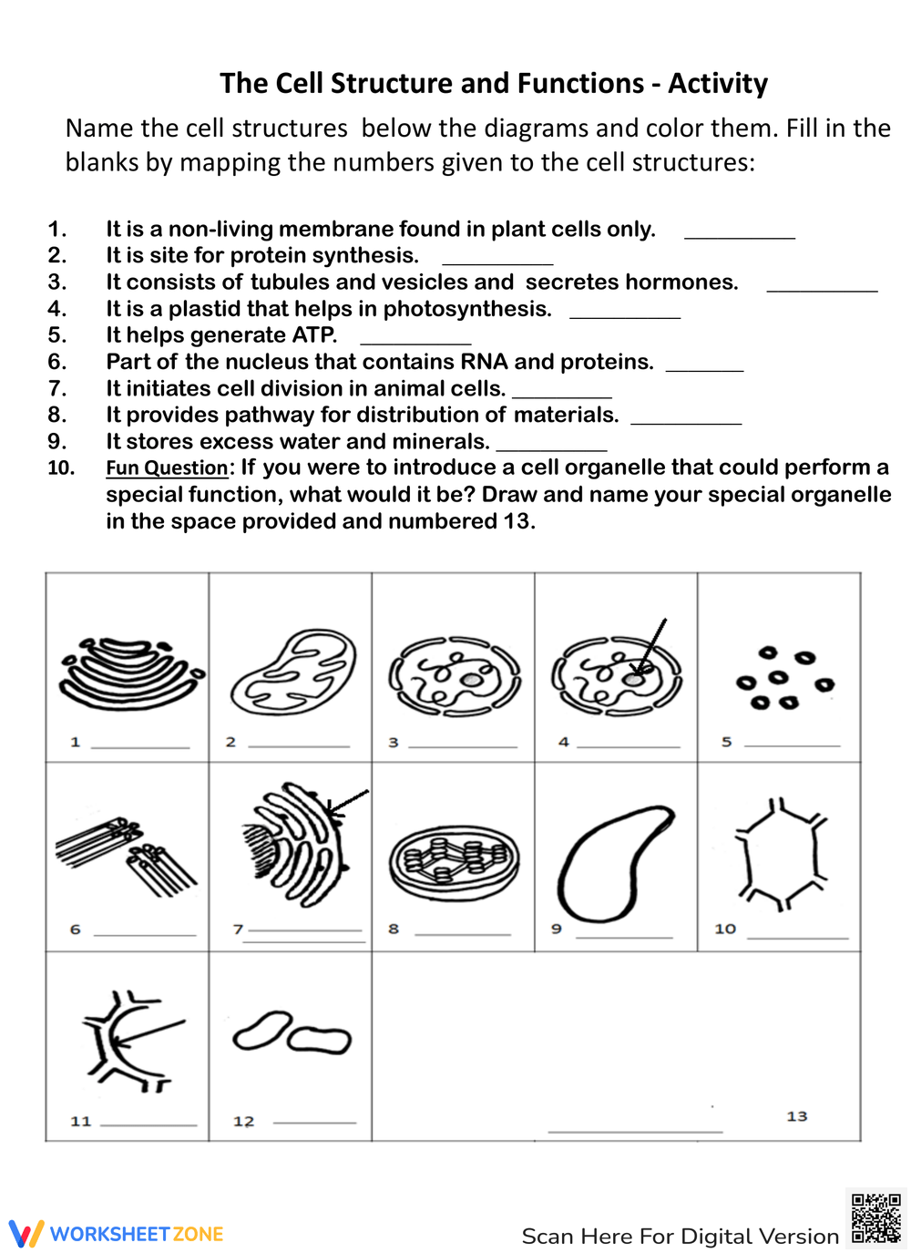 Cell Structure And Function Crossword Puzzle