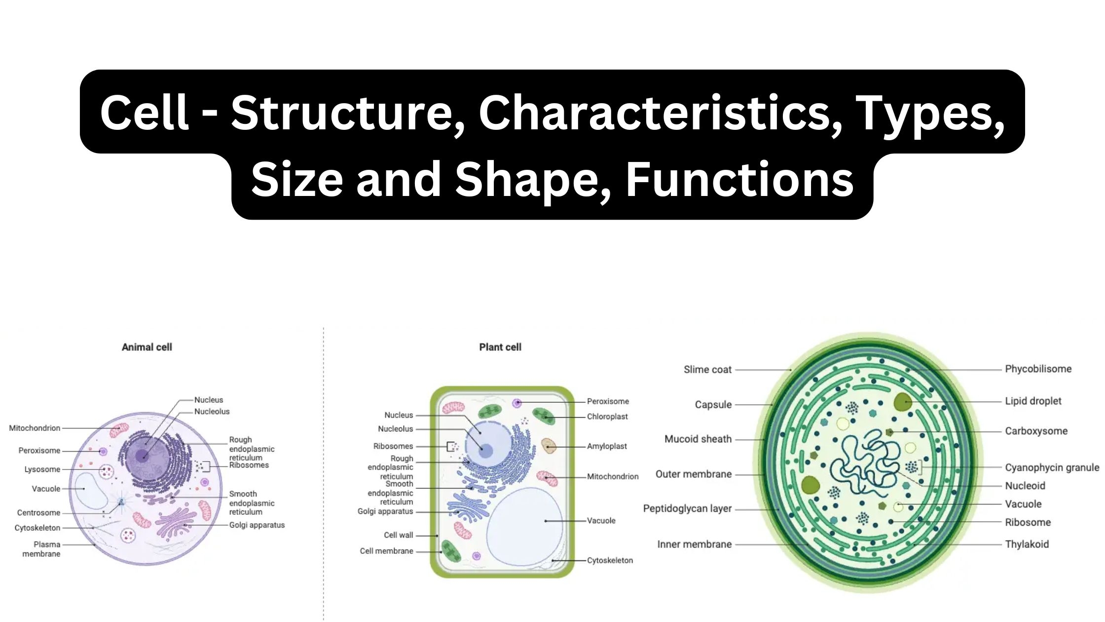 Cell Structure Characteristics Types Size And Shape Functions Biology Notes Online