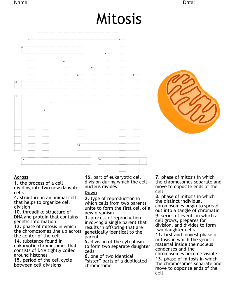 Chapter 6 Cell Structure And Function Crossword WordMint