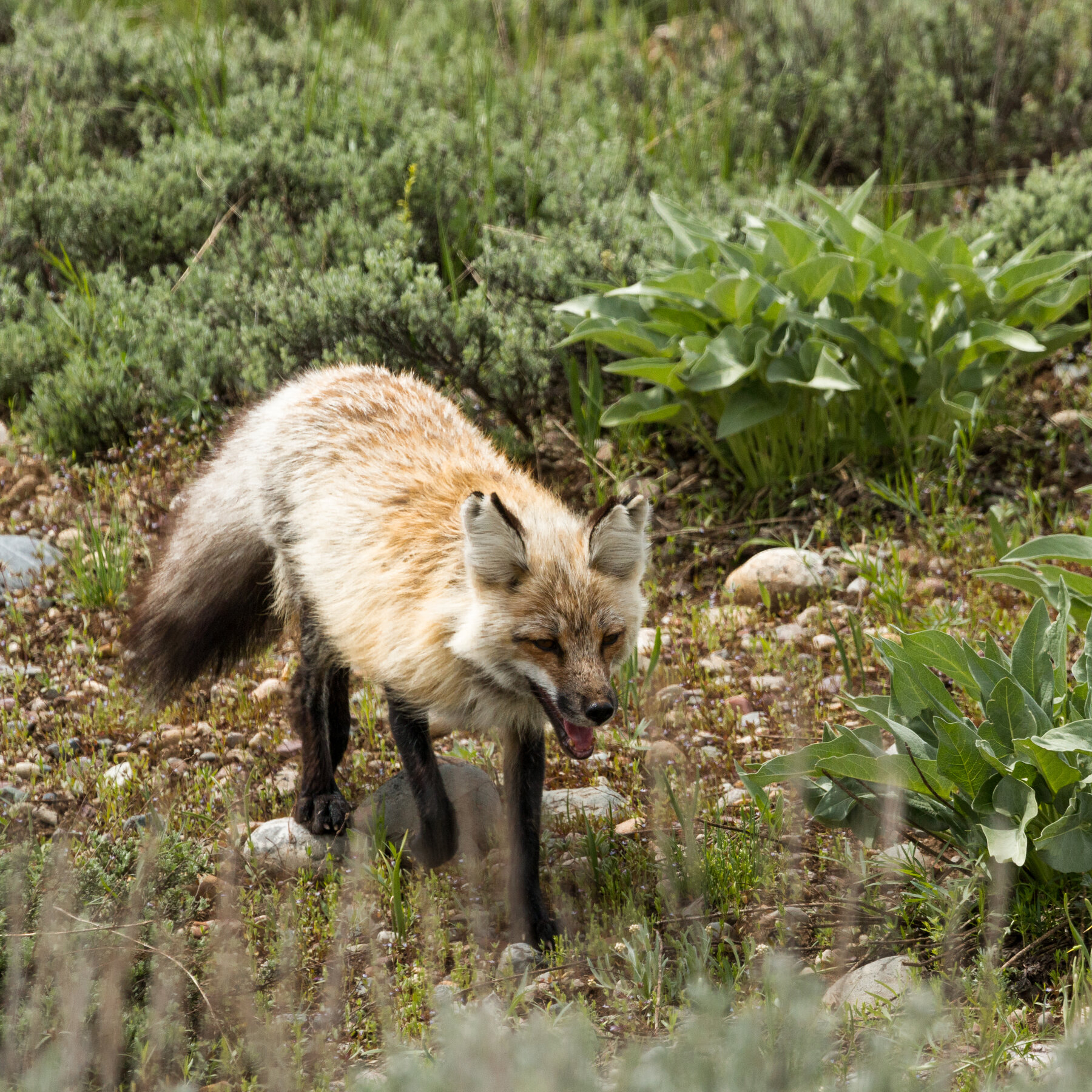 Fox Daily Crossword Puzzles Today