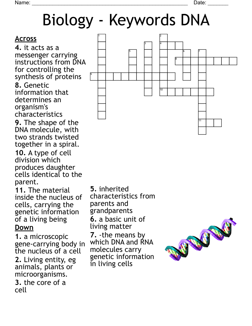 Biology Keywords DNA Crossword WordMint