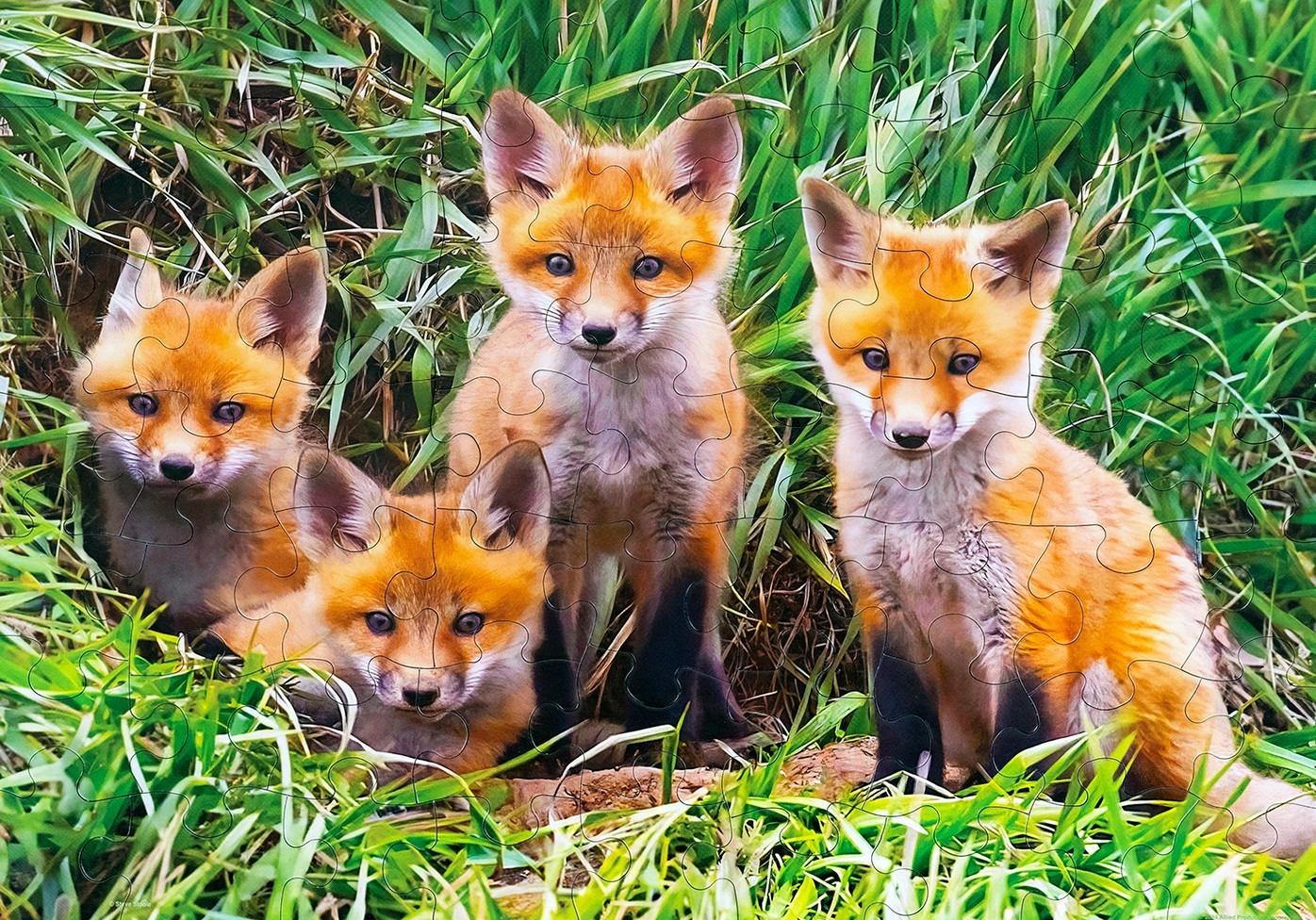 Free Crossword Puzzles Fox