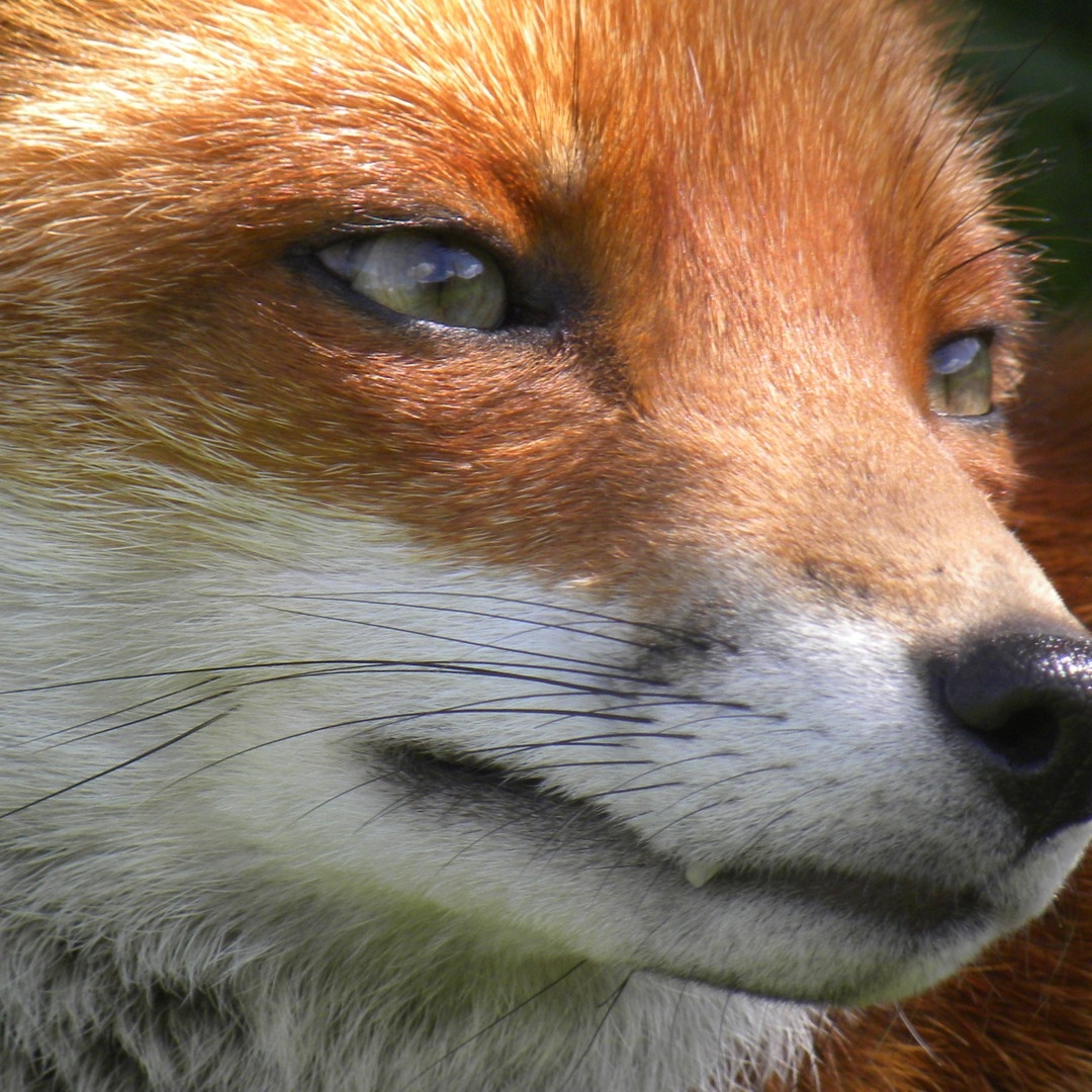 That Time Europe Air Dropped Vaccine Loaded Chicken Heads To Bait Rabid Foxes The Atlantic